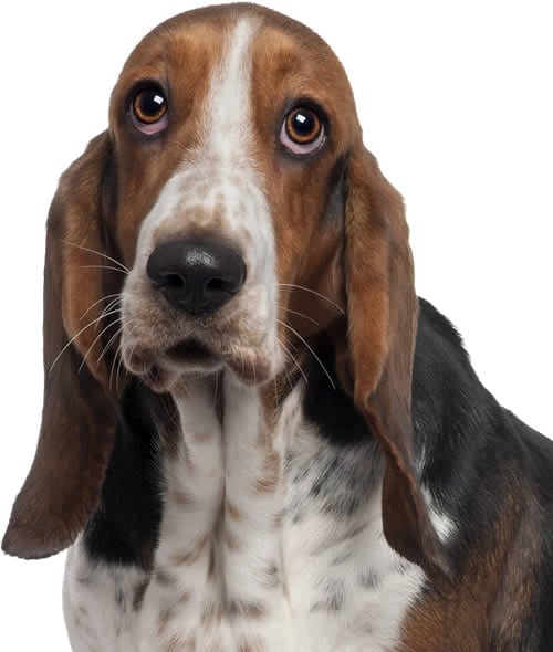 Bassett-Hound-health-overweight