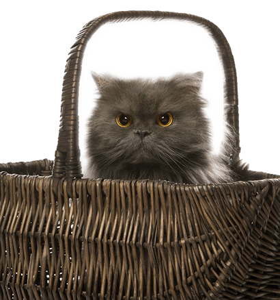 Cats-Carriers-Vets