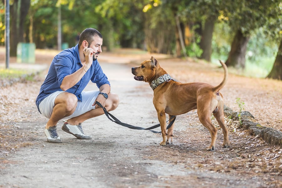 dog walking