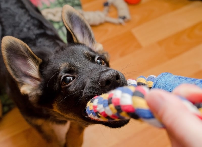 german shepard toy chewing